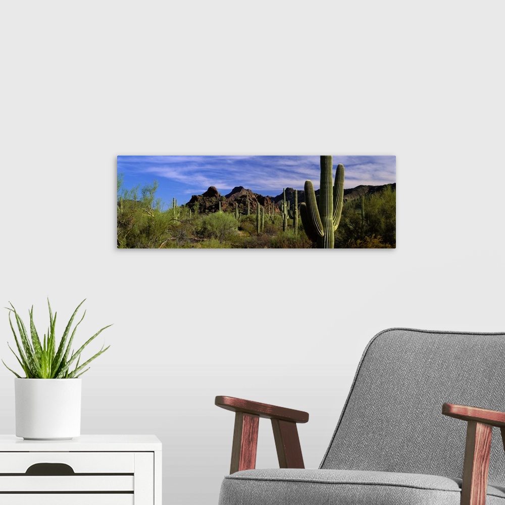 A modern room featuring Panoramic photograph of desert with cacti and bushes with mountains in the distance under a cloud...