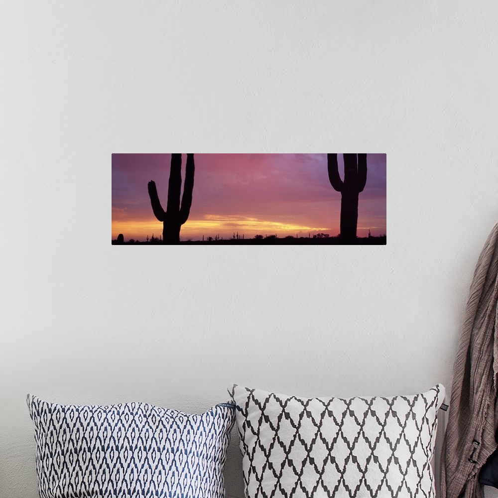 A bohemian room featuring Saguaros at Sunset Tonto National Forest Maricopa County AZ