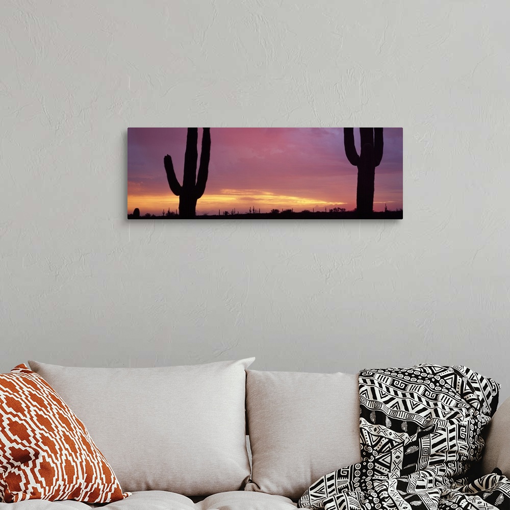 A bohemian room featuring Saguaros at Sunset Tonto National Forest Maricopa County AZ