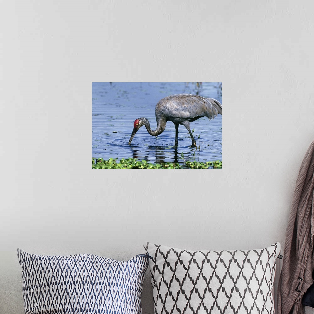 A bohemian room featuring Sandhill Crane (Grus Canadensis) In Water
