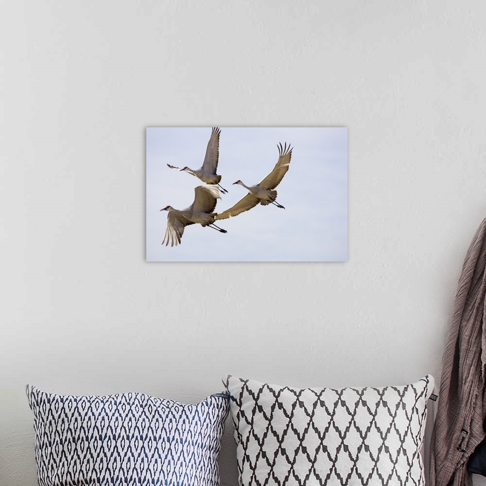 A bohemian room featuring Sandhill Cranes In Flight