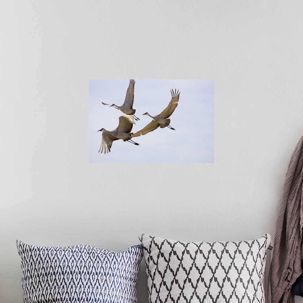 A bohemian room featuring Sandhill Cranes In Flight