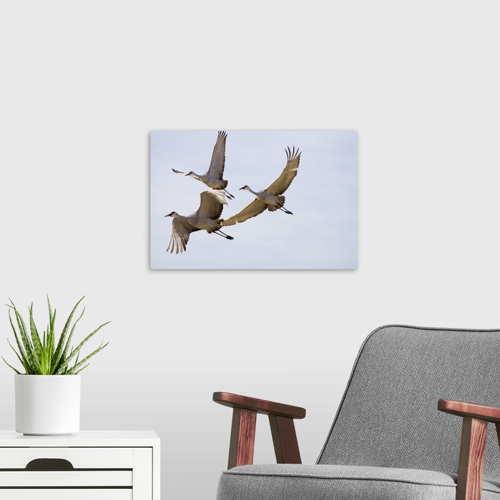 A modern room featuring Sandhill Cranes In Flight