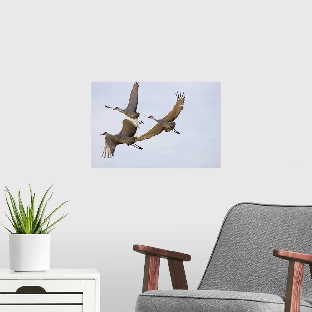 A modern room featuring Sandhill Cranes In Flight