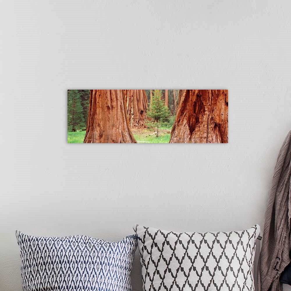 A bohemian room featuring Sapling among full grown Sequoias, Sequoia National Park, California,