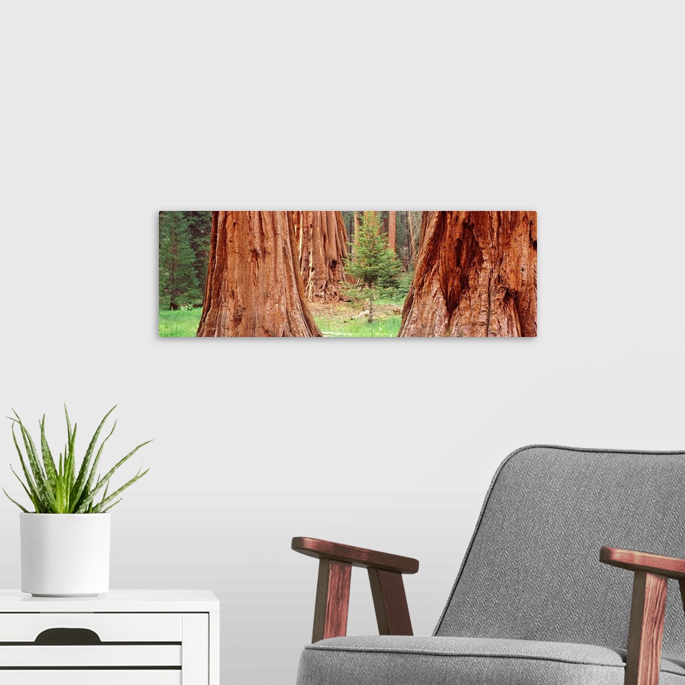 A modern room featuring Sapling among full grown Sequoias, Sequoia National Park, California,