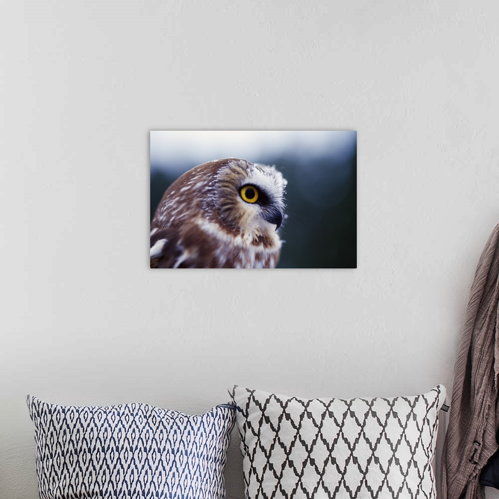 A bohemian room featuring Saw-whet owl (Aegolius acadicus), portrait profile.