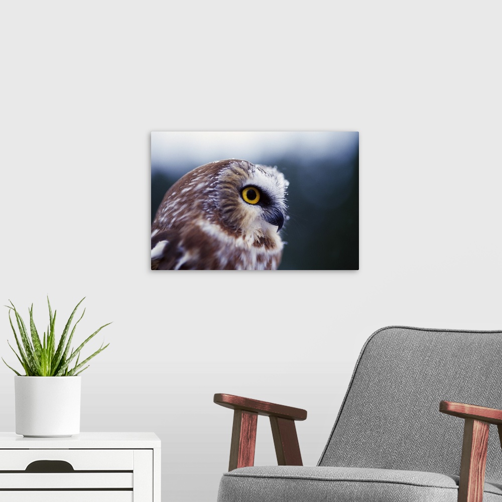 A modern room featuring Saw-whet owl (Aegolius acadicus), portrait profile.