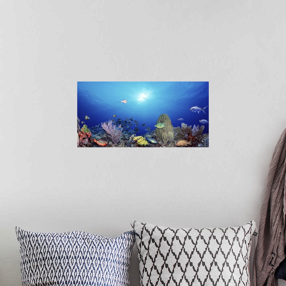 A bohemian room featuring Photograph taken underwater as a school of fish swim near the ocean floor with other species of f...
