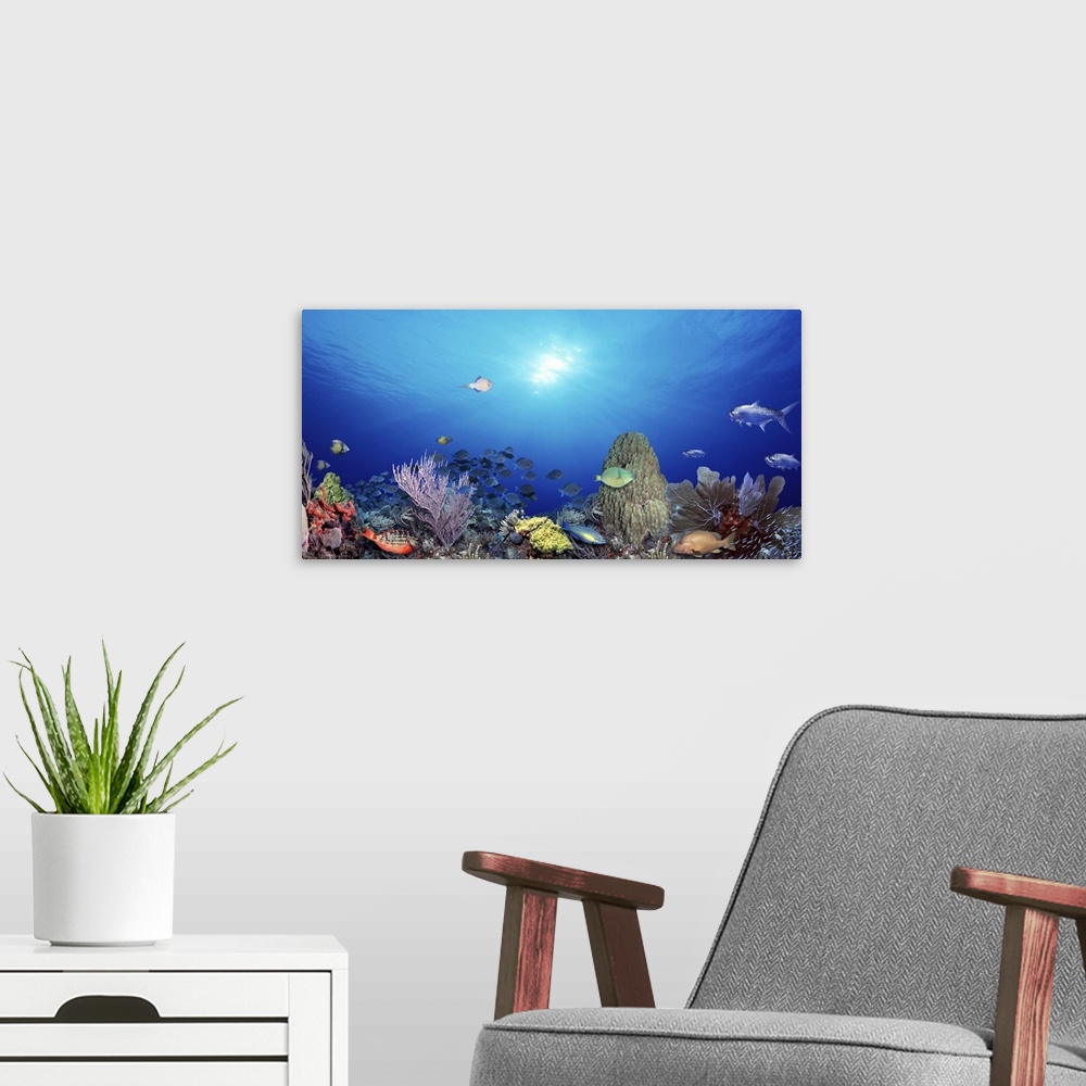 A modern room featuring Photograph taken underwater as a school of fish swim near the ocean floor with other species of f...