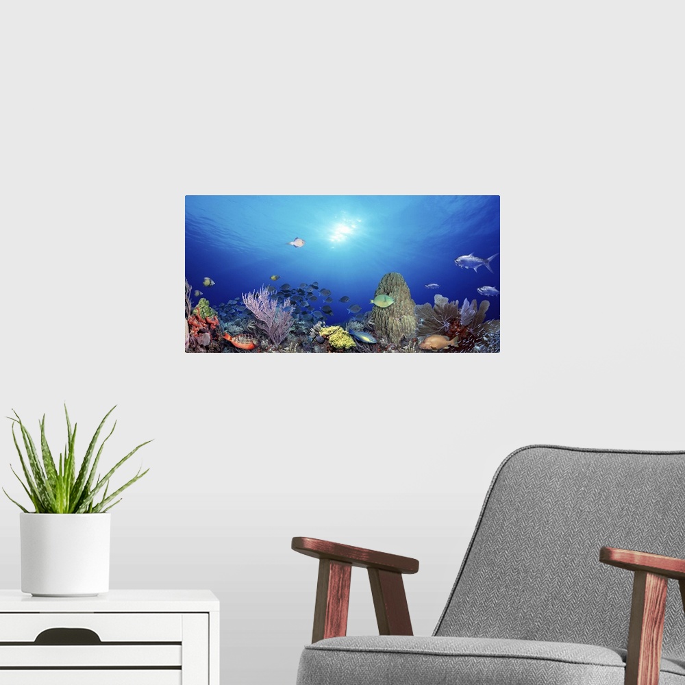 A modern room featuring Photograph taken underwater as a school of fish swim near the ocean floor with other species of f...