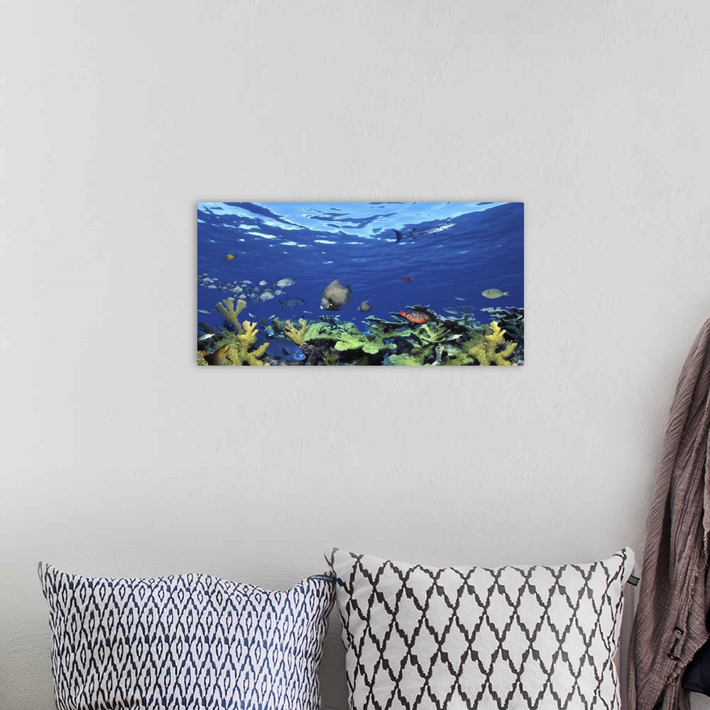 A bohemian room featuring School of fish swimming in the sea, Digital Composite
