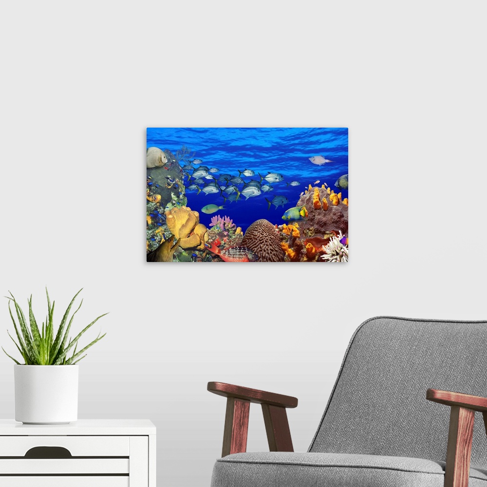 A modern room featuring A digital composite of fish swimming in a coral reef to create an underwater seascape on this hor...