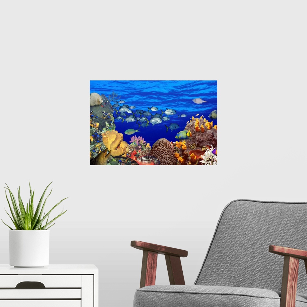 A modern room featuring A digital composite of fish swimming in a coral reef to create an underwater seascape on this hor...