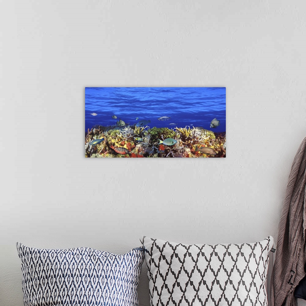 A bohemian room featuring Horizontal photograph on a large canvas of numerous types of tropical fish swimming around a colo...