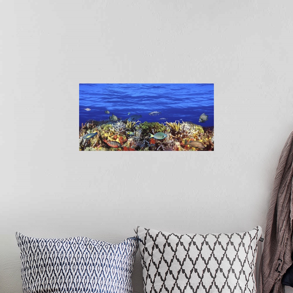A bohemian room featuring Horizontal photograph on a large canvas of numerous types of tropical fish swimming around a colo...
