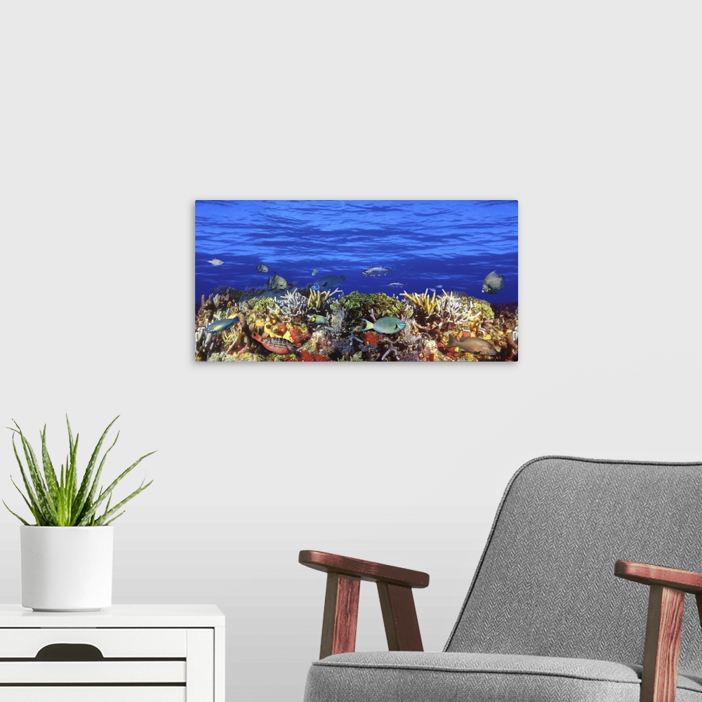 A modern room featuring Horizontal photograph on a large canvas of numerous types of tropical fish swimming around a colo...