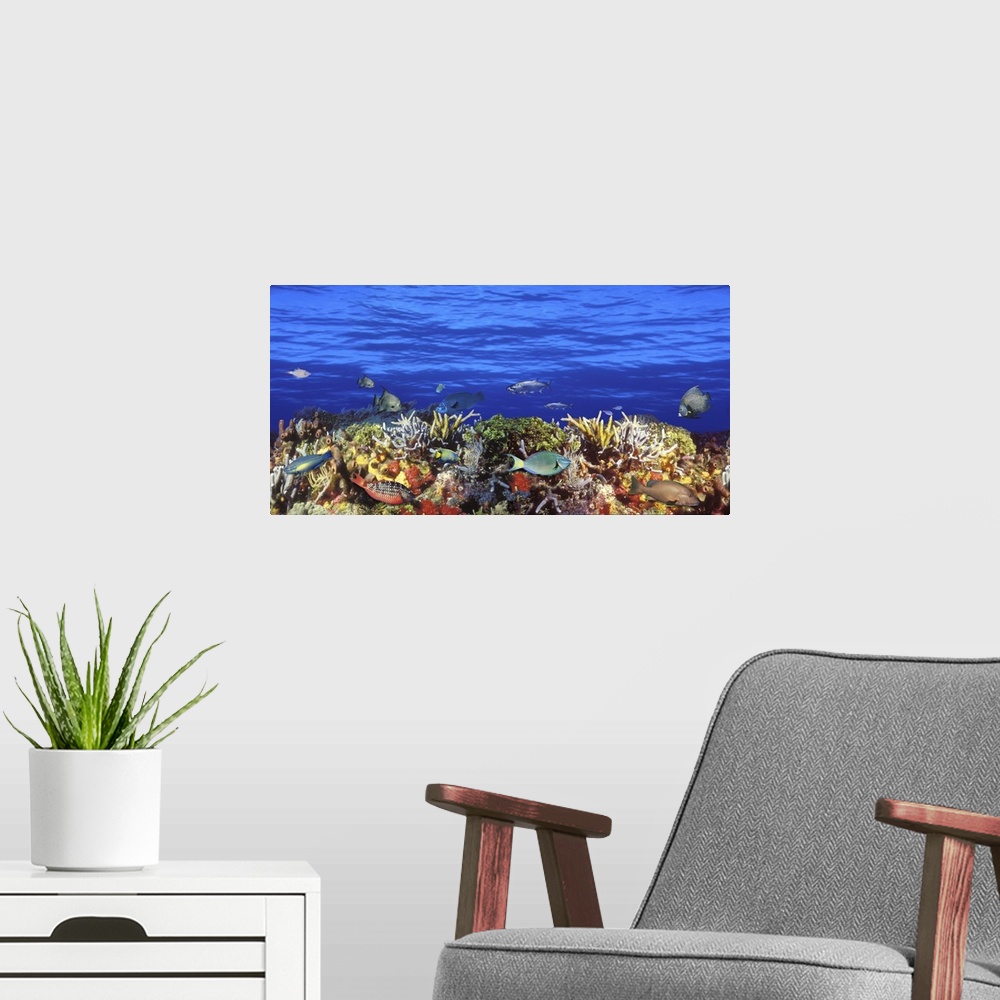 A modern room featuring Horizontal photograph on a large canvas of numerous types of tropical fish swimming around a colo...