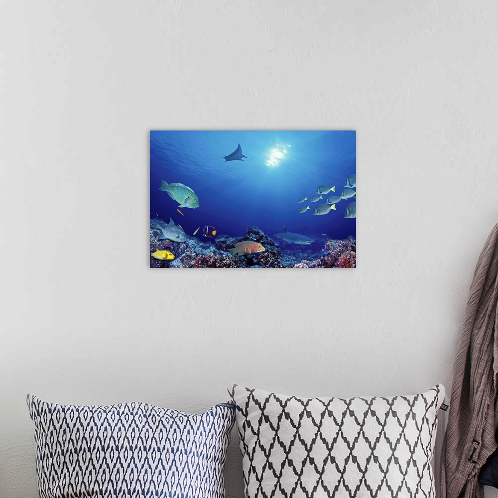 A bohemian room featuring An underwater photograph taken of different species of fish that swim near the ocean floor with a...