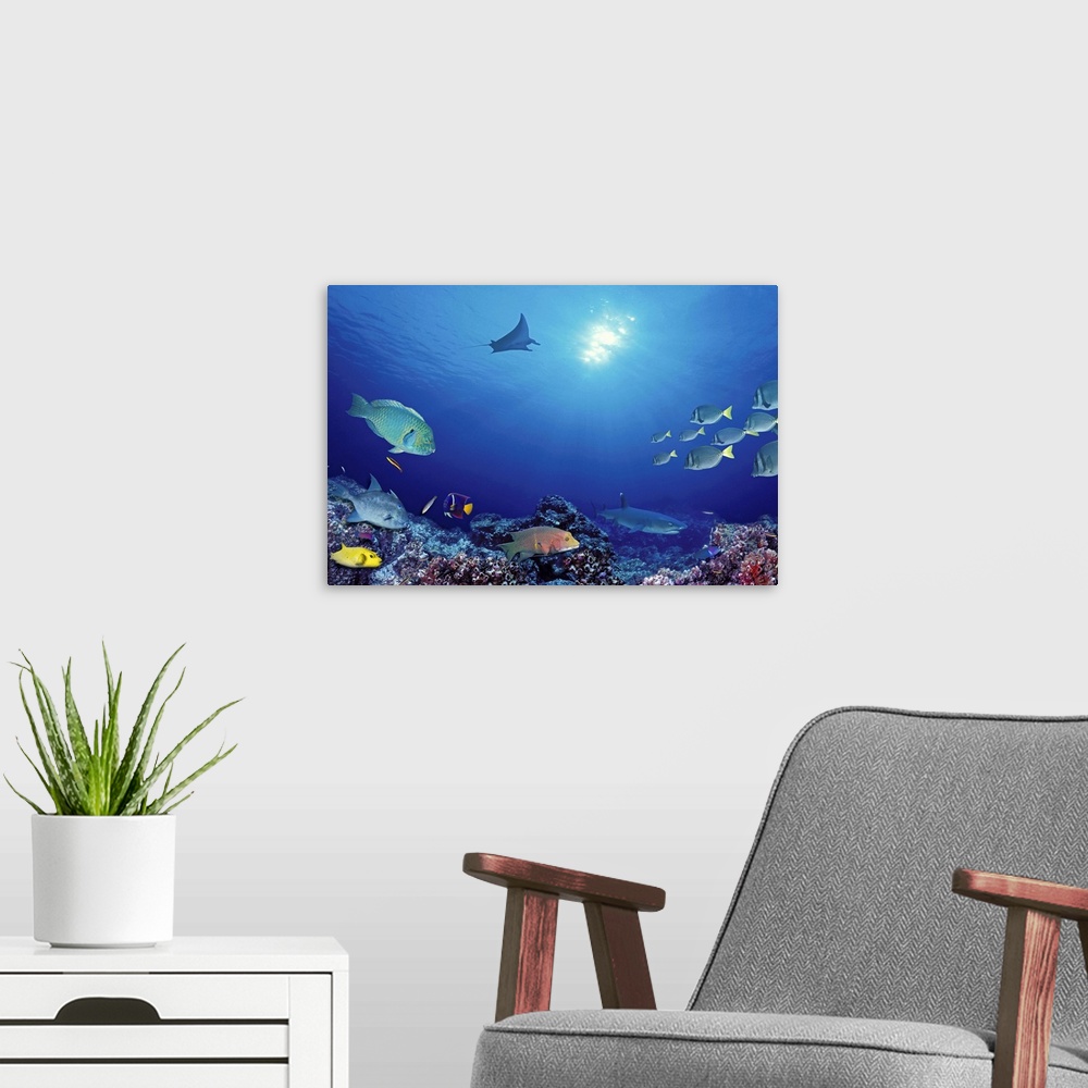 A modern room featuring An underwater photograph taken of different species of fish that swim near the ocean floor with a...