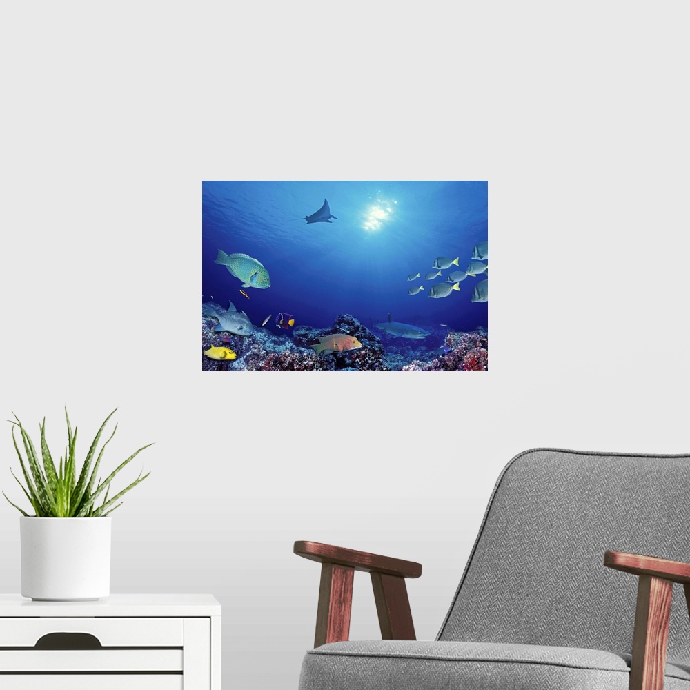 A modern room featuring An underwater photograph taken of different species of fish that swim near the ocean floor with a...