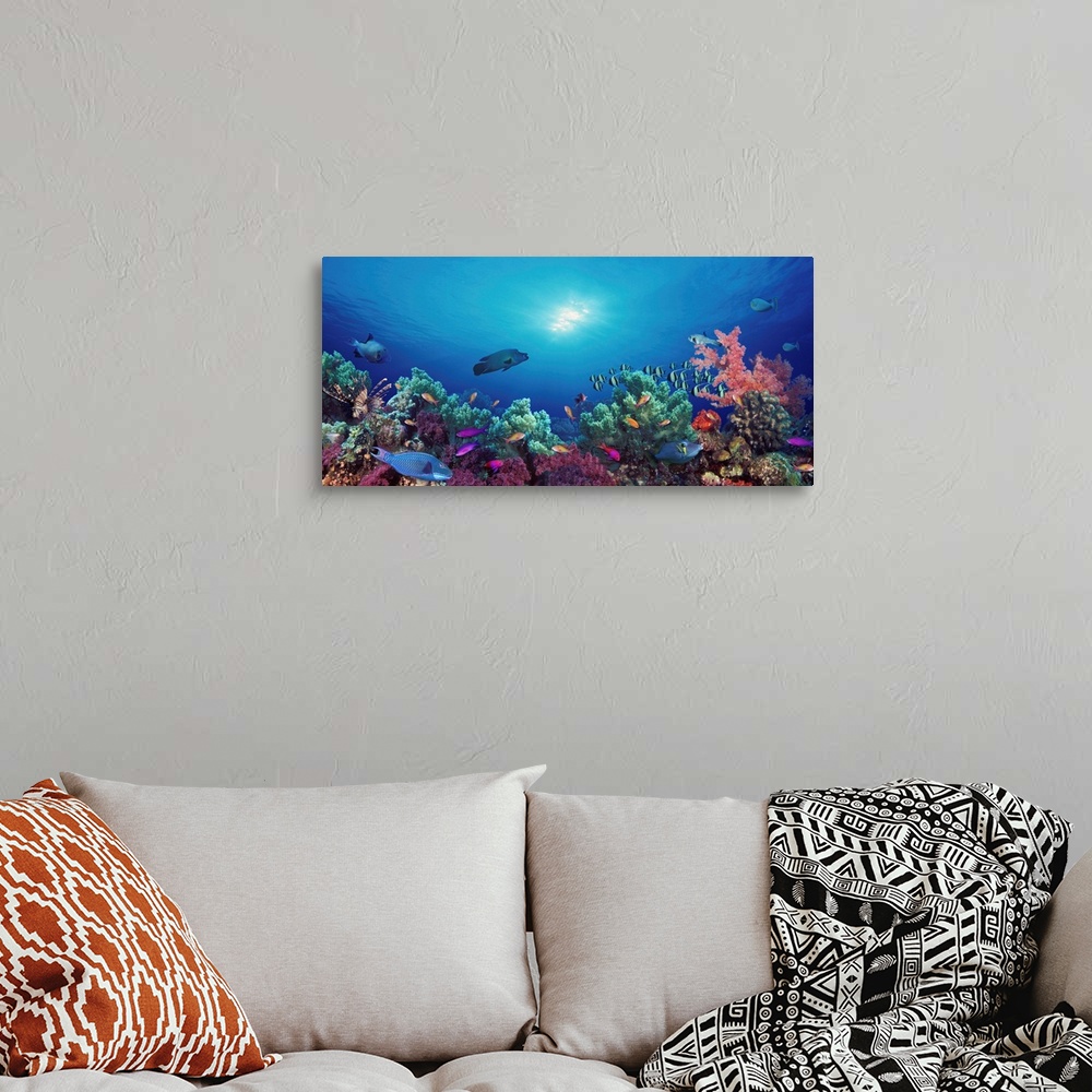A bohemian room featuring Panoramic photograph taken of the sun shining through the clear waters of the Indo-Pacific Ocean,...