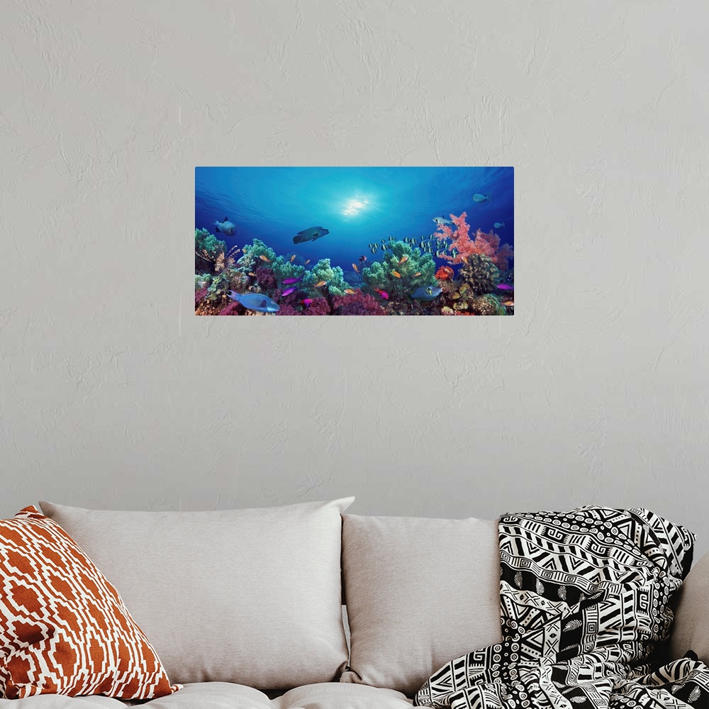 A bohemian room featuring Panoramic photograph taken of the sun shining through the clear waters of the Indo-Pacific Ocean,...