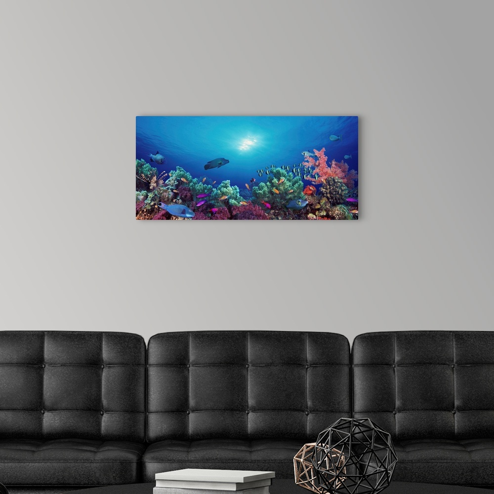 A modern room featuring Panoramic photograph taken of the sun shining through the clear waters of the Indo-Pacific Ocean,...