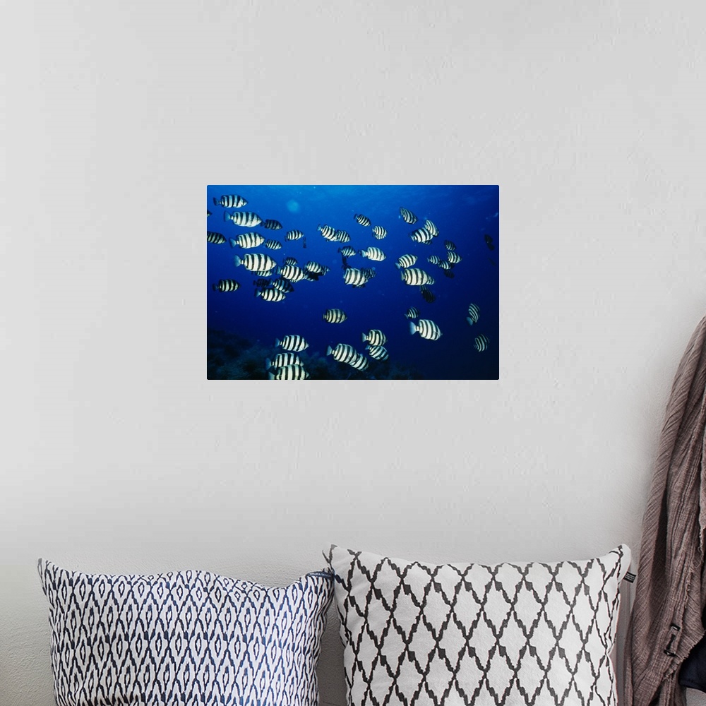 A bohemian room featuring Photograph taken of a large school of black and white fish swimming deep down near coral.