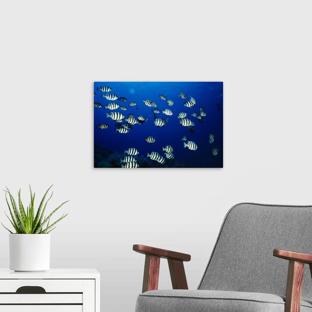 A modern room featuring Photograph taken of a large school of black and white fish swimming deep down near coral.