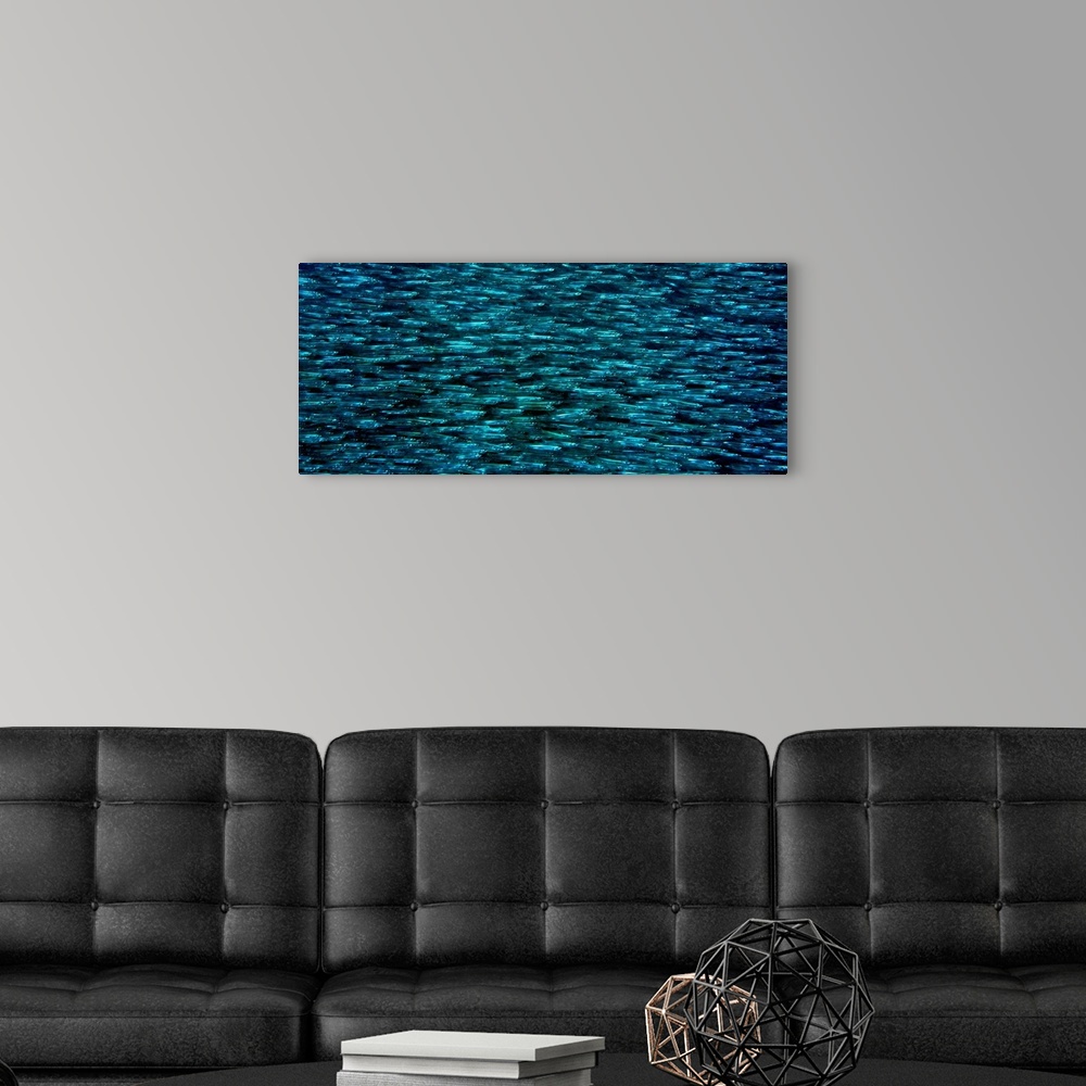 A modern room featuring Big, horizontal photograph of a massive school of Silverside fish, gleaming as they swim in the w...