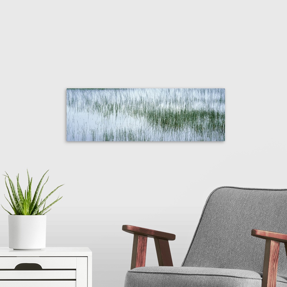 A modern room featuring Scotland, Isle of Mull, reed filled pond