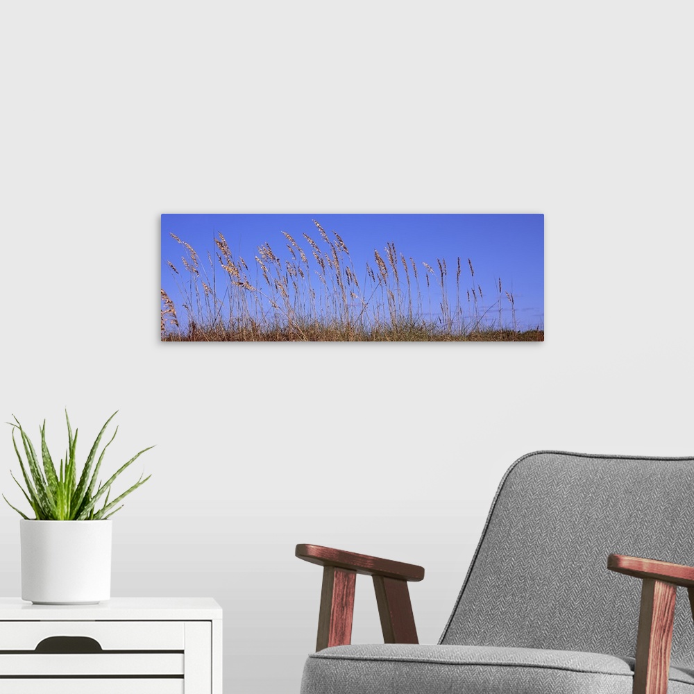A modern room featuring Sea oat grass on the beach, Atlantic Ocean Beach, East Coast, Florida, USA
