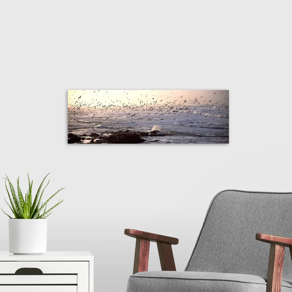 A modern room featuring Seagulls flying at a coast in the morning, Baie De Quiberon, Brittany, France