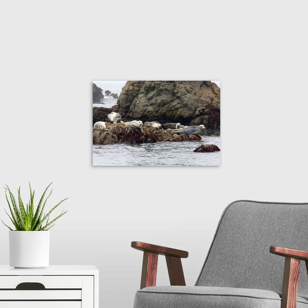 A modern room featuring Seals On Rock In Water