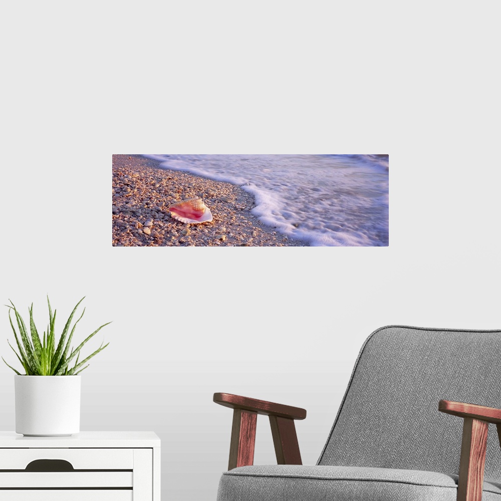 A modern room featuring A panoramic image of a single conch shell sitting on a shell and rocky beach as foamy seas break ...