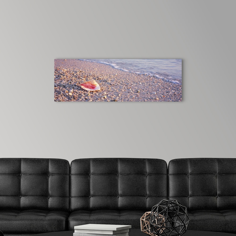 A modern room featuring Seashell on the beach, Lovers Key State Park, Fort Myers Beach, Gulf of Mexico, Florida
