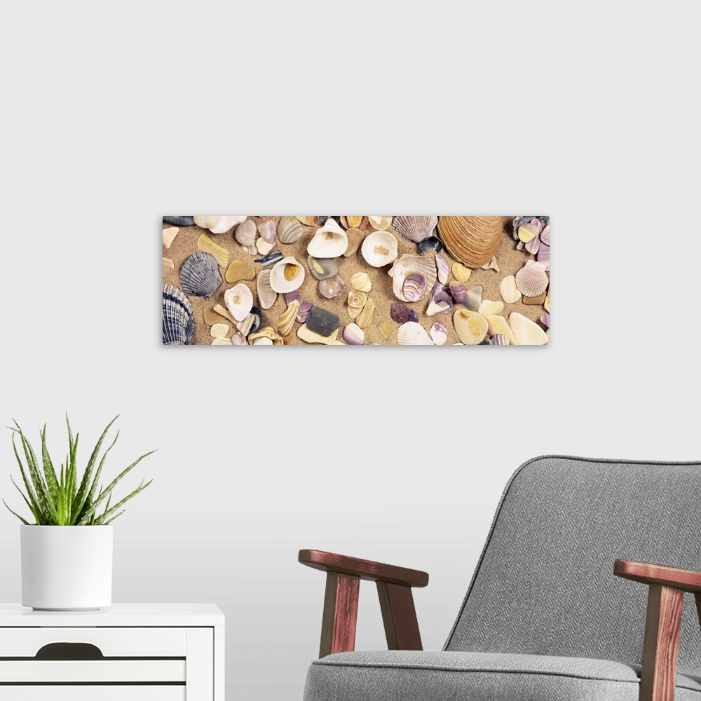A modern room featuring Panoramic picture of shells clustered together and pressed in to the sand.