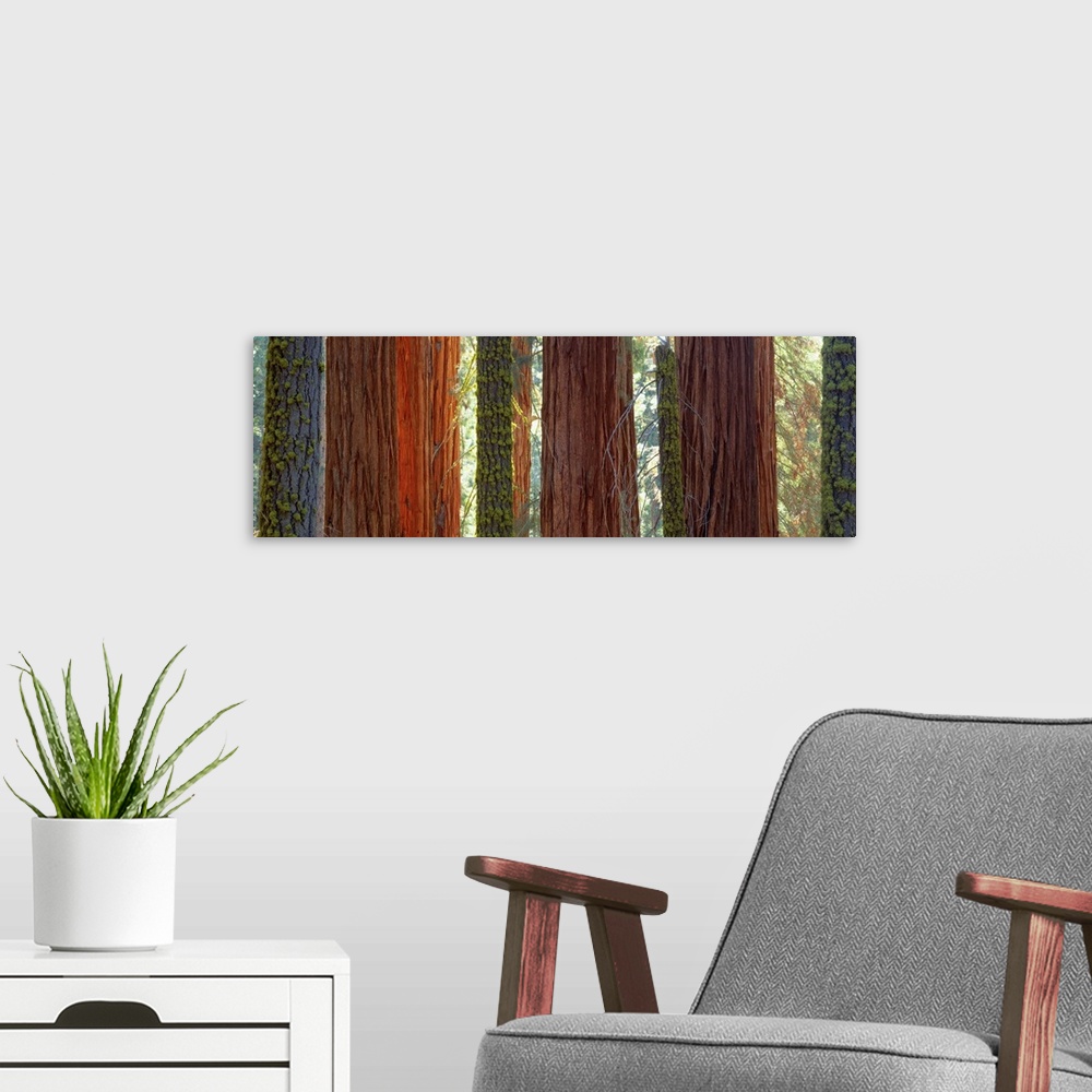 A modern room featuring Large horizontal panoramic photograph of sequioa trees in Sequoia National Park, California (CA).