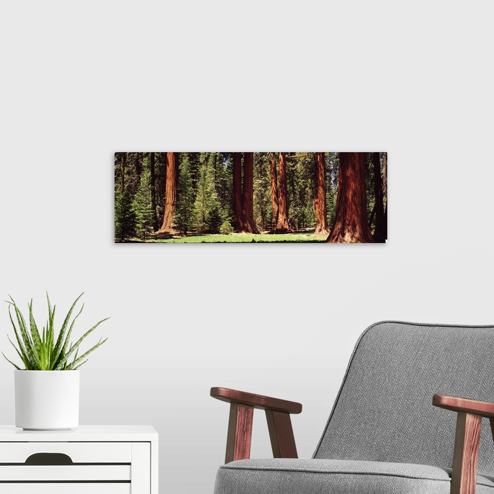 A modern room featuring Wide angle photograph taken of a national park forest that shows the trunks of large redwood trees.
