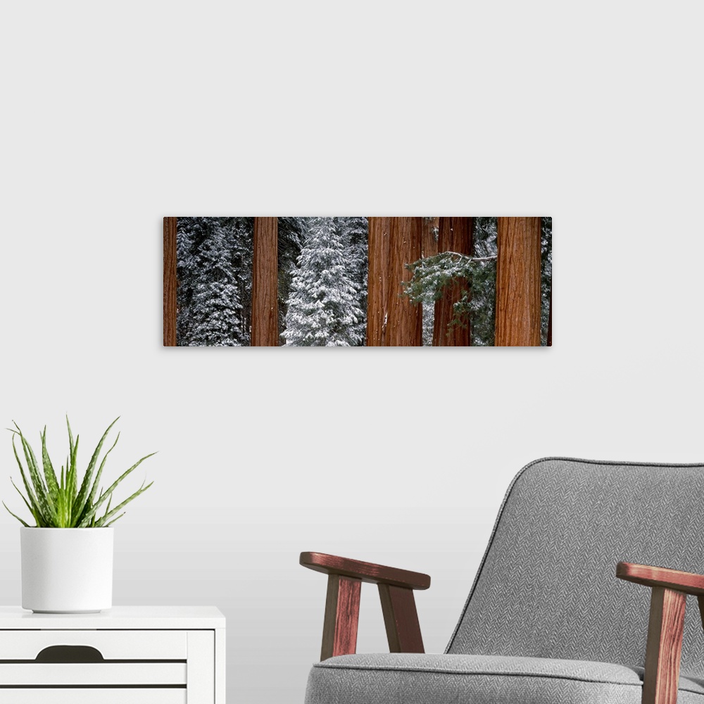 A modern room featuring Panoramic photograph of snow covered trees in forest.  There are also tall bare tree barks scatte...