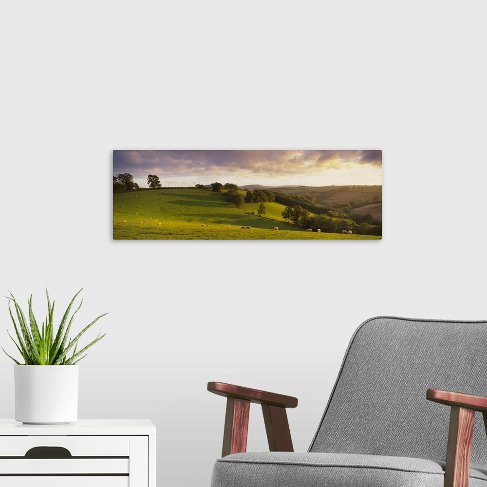 A modern room featuring Sheep grazing in a field, Bickleigh, Mid Devon, Devon, England