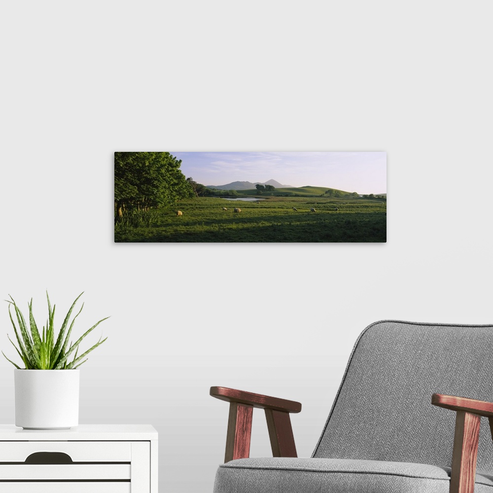 A modern room featuring Sheep grazing in a field, Republic of Ireland