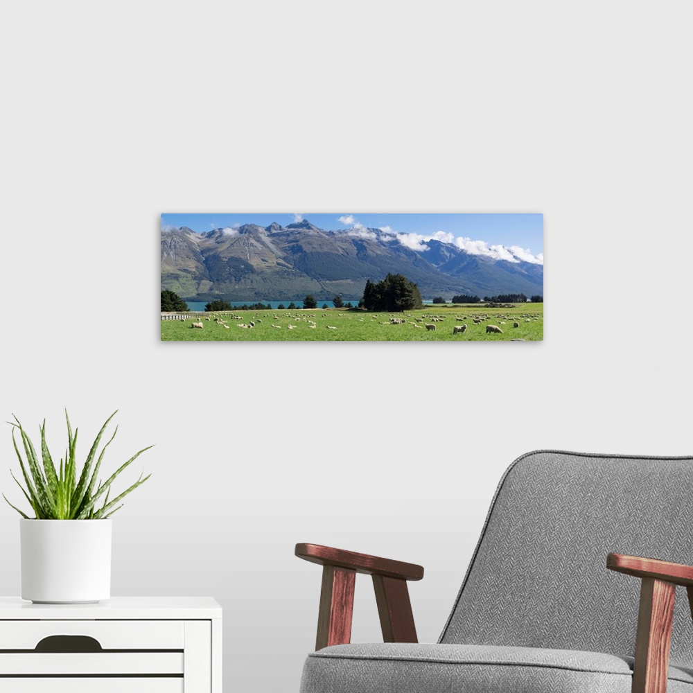 A modern room featuring Sheep grazing in pasture near Blanket Bay Lodge, Lake Wakatipu, Otago Region, South Island, New Z...