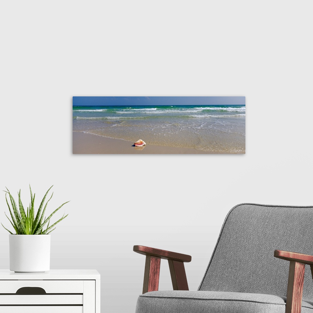 A modern room featuring Long panoramic photo of a big shell on the shore of a beach with crashing waves in the background.