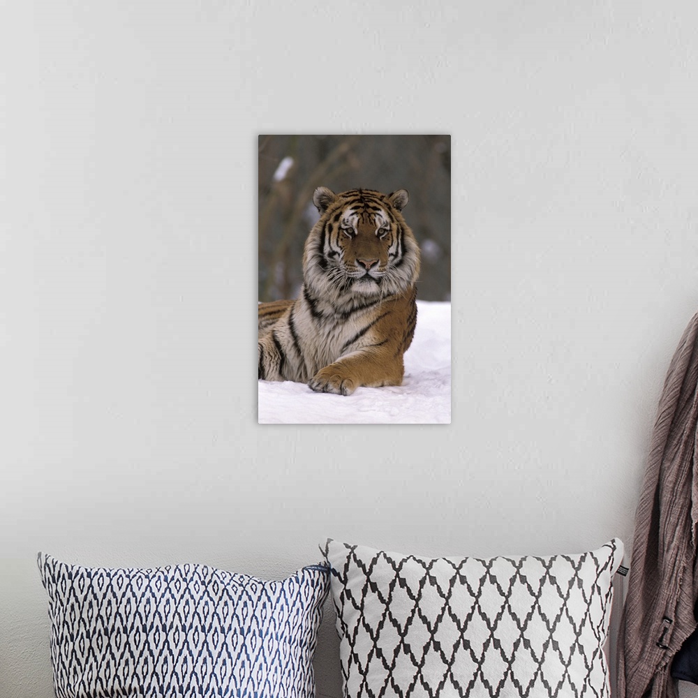 A bohemian room featuring Siberian Tiger in the Snow
