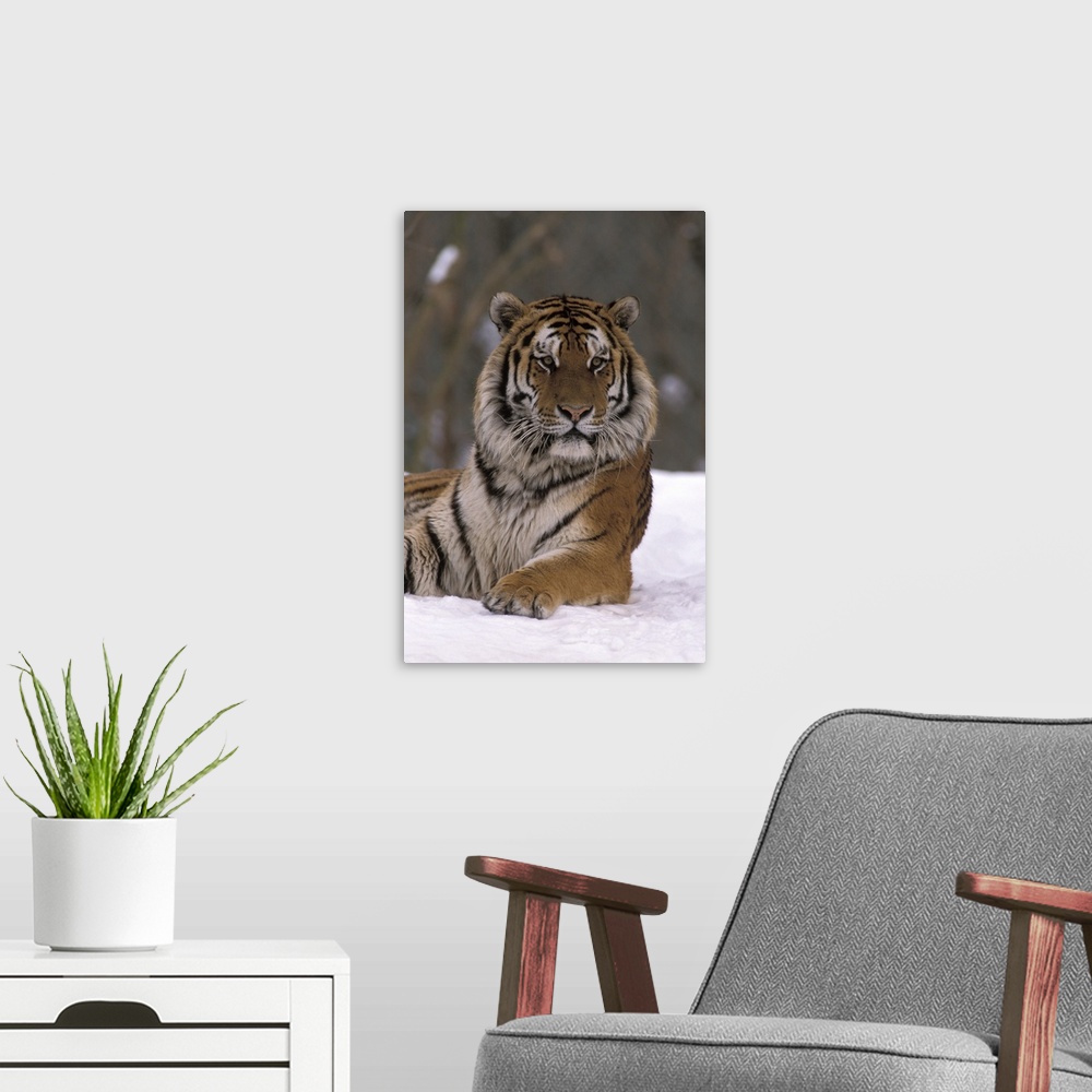 A modern room featuring Siberian Tiger in the Snow
