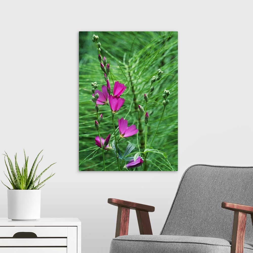 A modern room featuring Sidalcea Flowers Blooming With Equisetum Grass