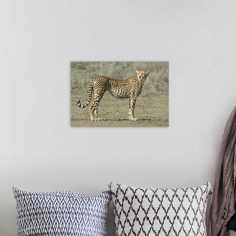 A bohemian room featuring Side profile of a cheetah, Ngorongoro Conservation Area, Arusha Region, Tanzania (Acinonyx jubatus)
