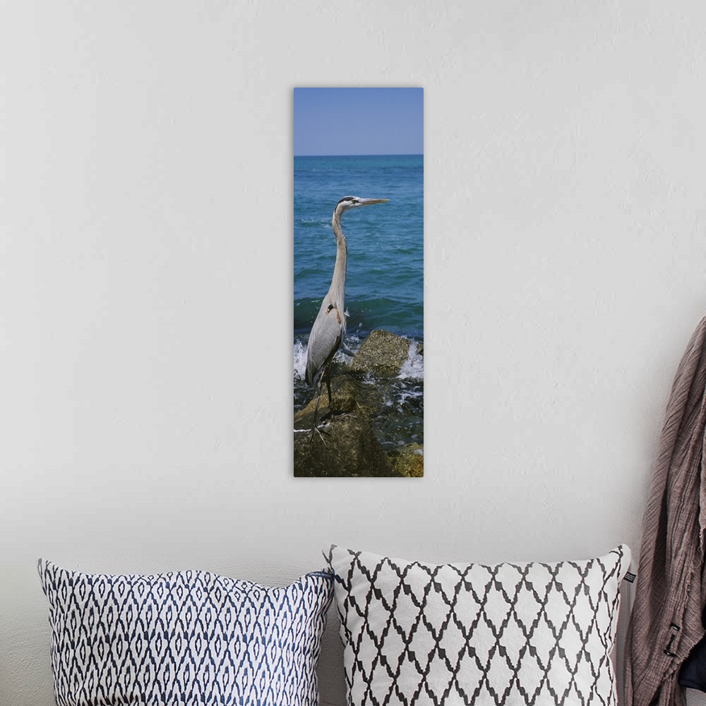 A bohemian room featuring Side profile of a Great Blue heron (Ardea herodias) perching on a rock, Gulf of Mexico, Florida